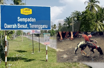 sabung ayam
