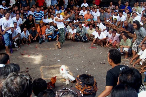 Benarkah Besut, Terengganu Dahulunya Bawah Kelantan Tetapi Tergadai Sebab Sabung Ayam 1 sabung ayam di besut
