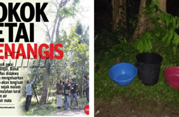 pokok-petai-menangis